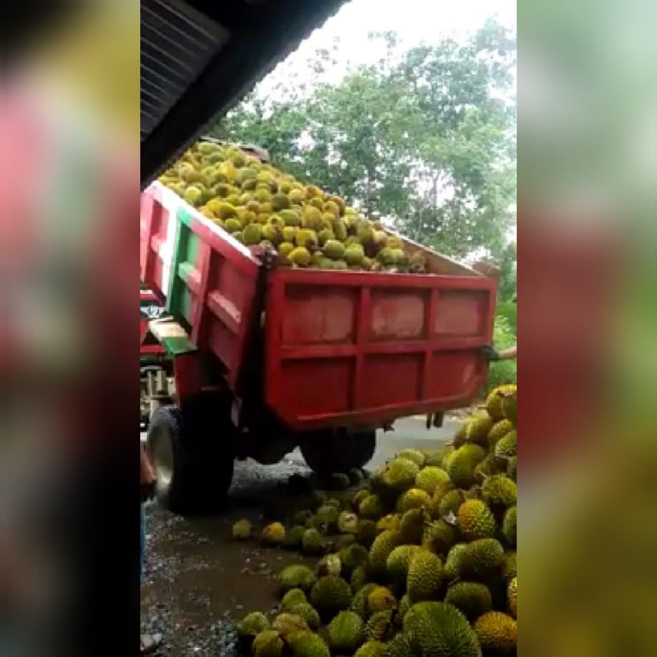 Paman Birin Maunya Durian Disantap Rame  rame  Tak Dibawa 
