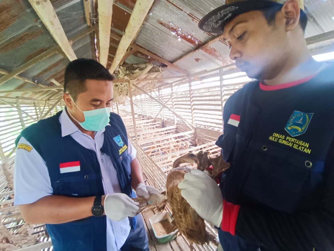 Petugas melakukan biosecurity dan biosafety di lokasi peternakan, Jumat (3/3/2023).(foto : ist)