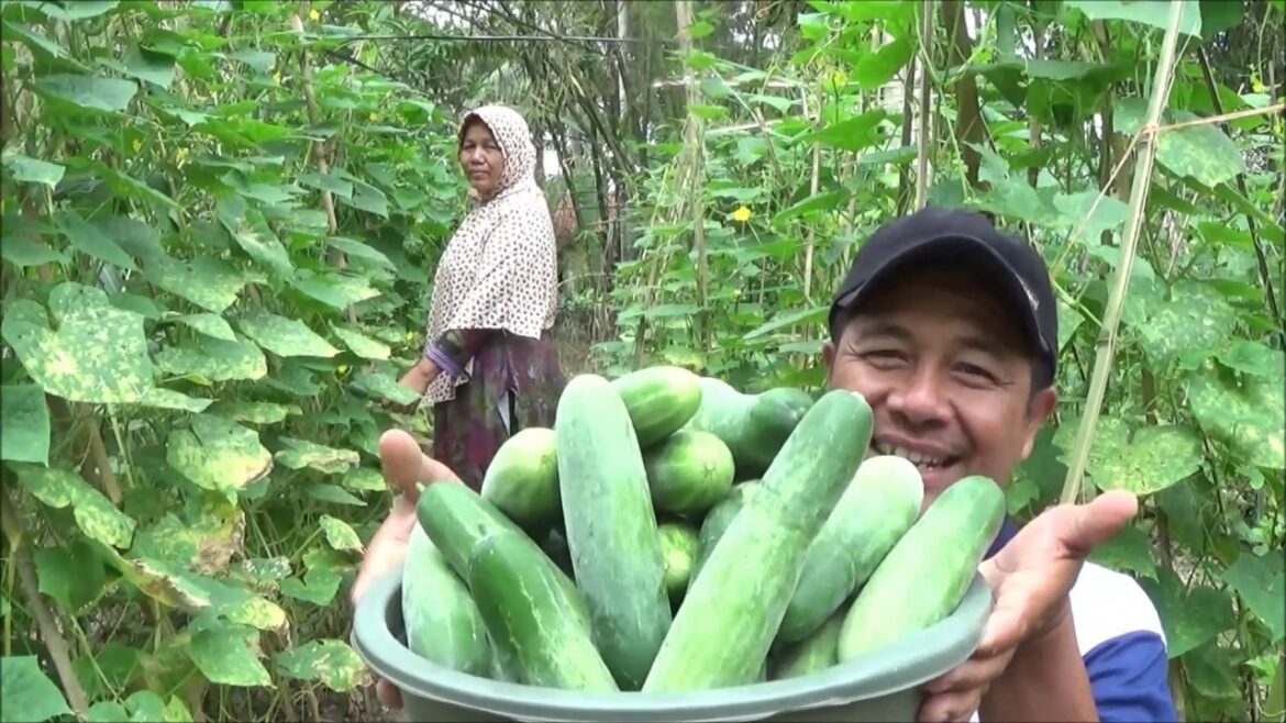 Buah Mentimun (Timun) yang selalu dipanen petani untuk dikonsumsi dan dijual (foto:youtube)
