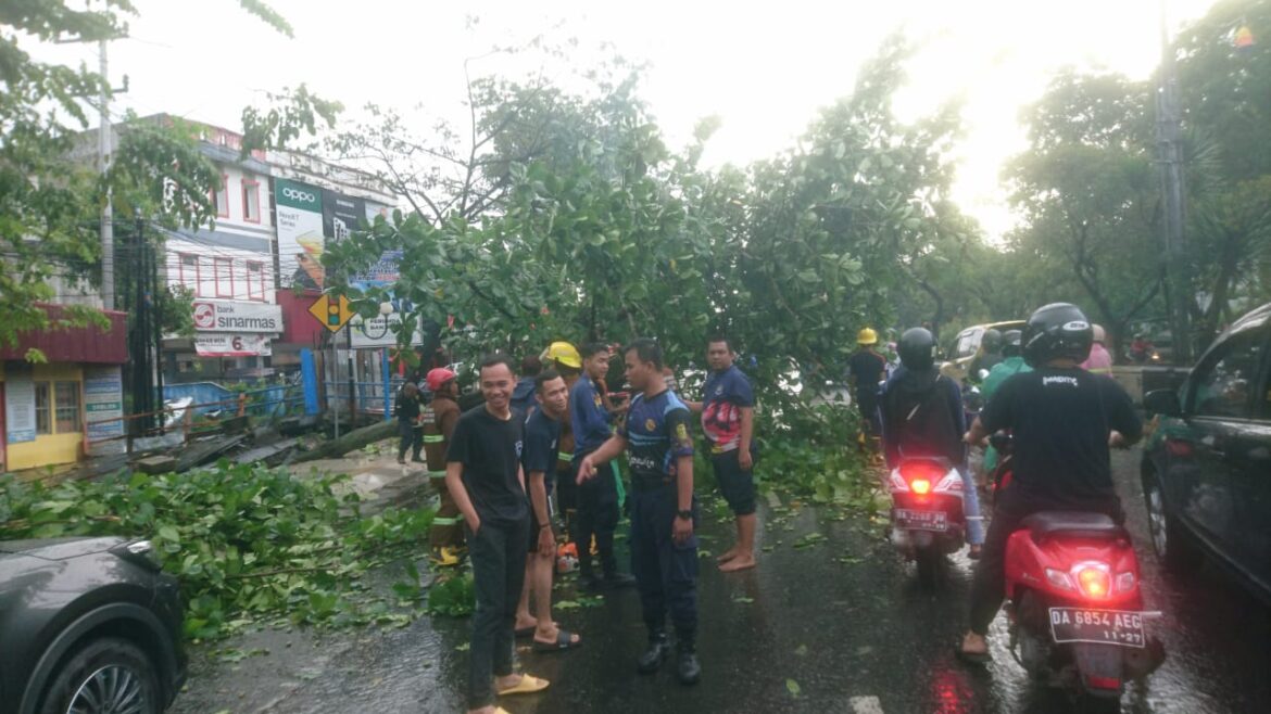 POHON MIRING -Karena hujan deras dan angin kencang membuat pohon Ketapang miring kentengah jalan A Yani Km 3 Banjarmasin atau simoang tiga Pangeran Antasari atau Jati, Selasa (3/5/2023) sore.(ist)