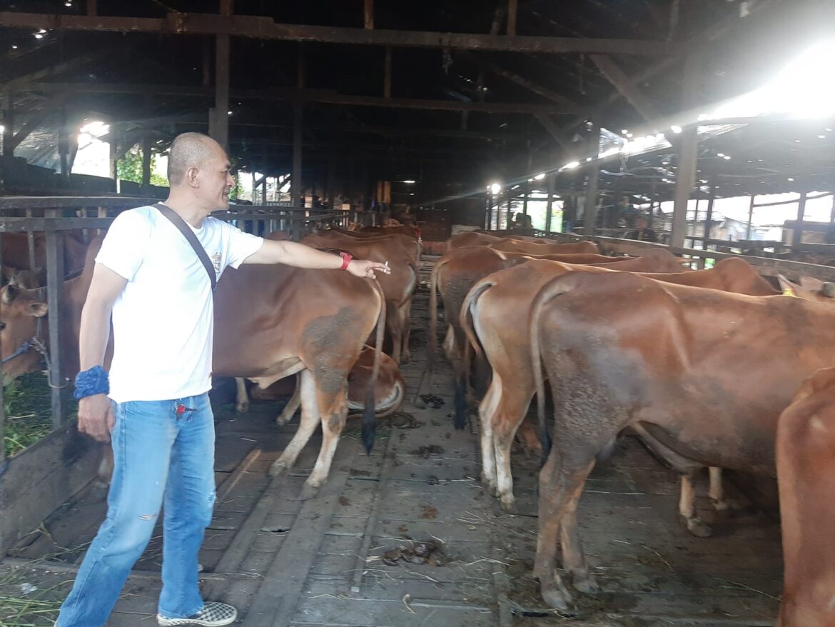 Pedagang Sapi di Banjarmasin saat melayani pembeli.