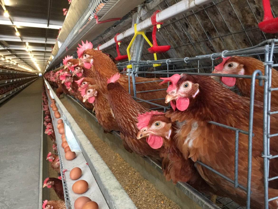 Produksi Telur, tergantung harga pakan dan pengaruh ayam apkir (foto:ist)