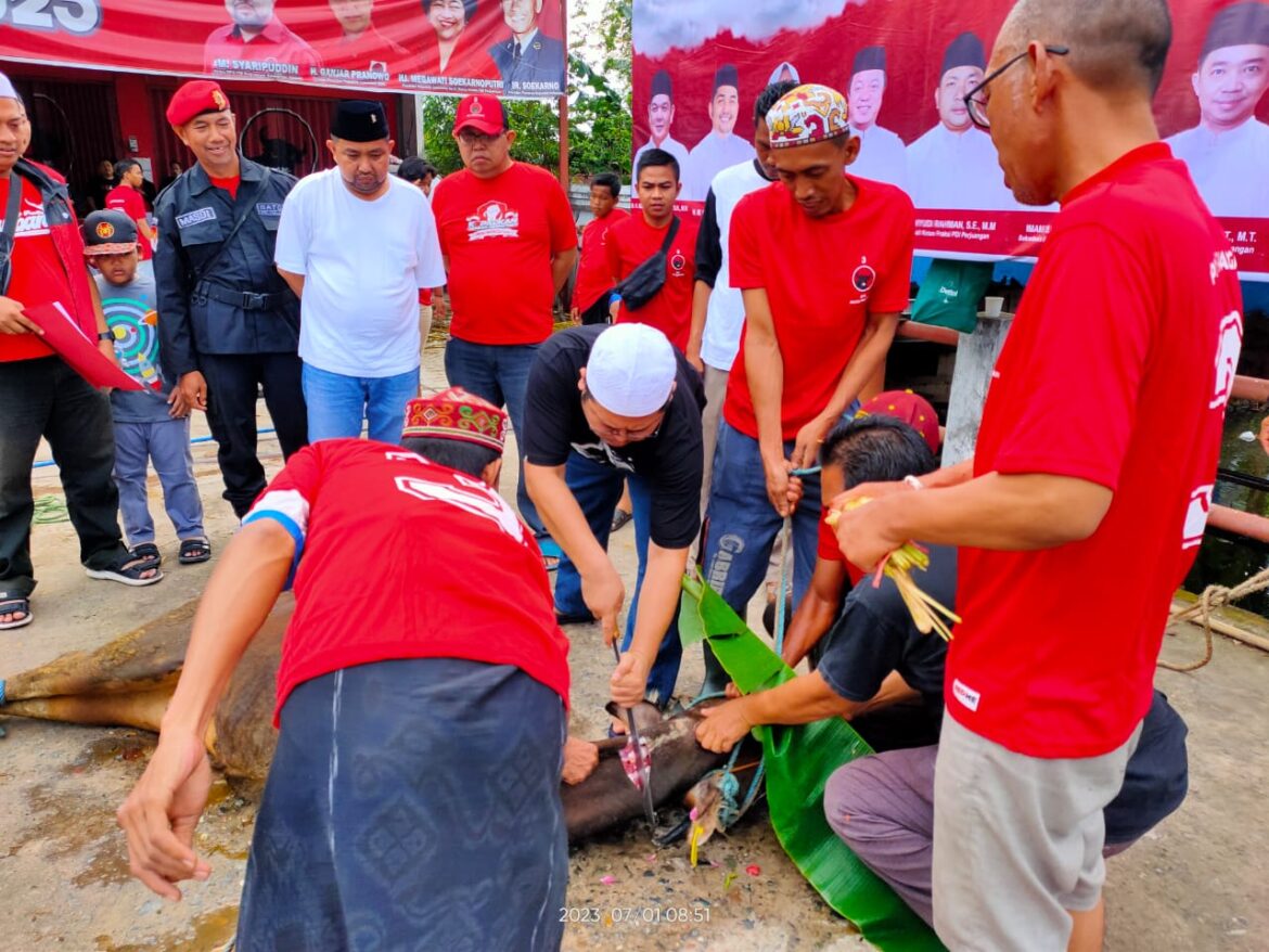 Prosesi penyembelihan sapi qurban oleh Ustadz H Ilham Humaidi disaksikan Ketua DPD PDIP Provinsi Kalsel Muhammad Syaripuddin.(foto : sophan/brt)