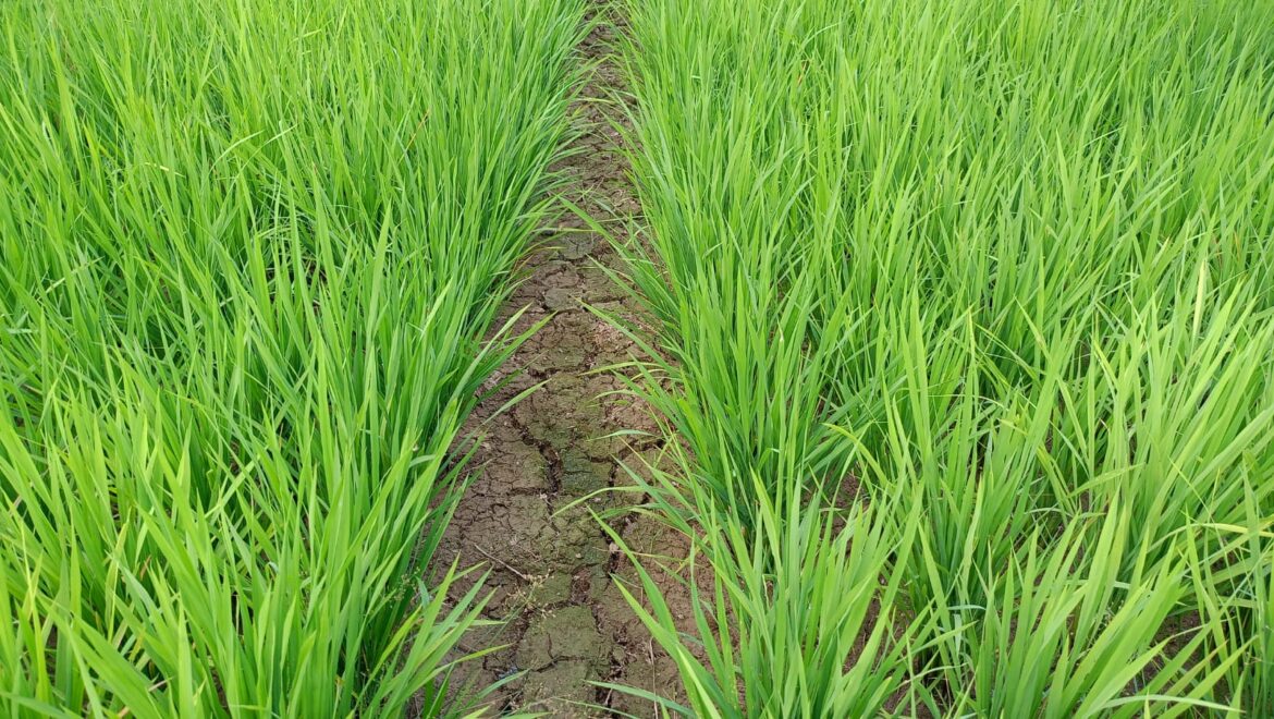Lahan pertanian yang terlihat kering saat musim kemarau di Desa Teluk Mesjid Kecamatan Haruyan Kabupaten HST.(foto : yufanata/brt)