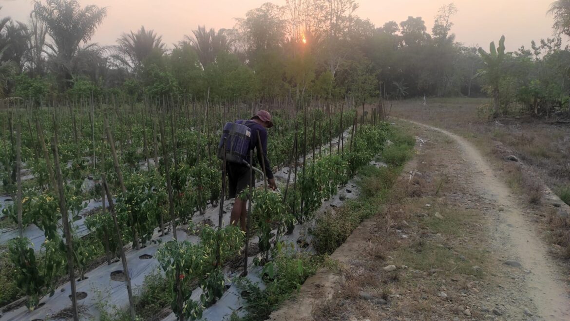 Petani cabai di Desa Awang Besar Kecamatan Barabai Kabupaten HST.(foto : yufanata/brt)