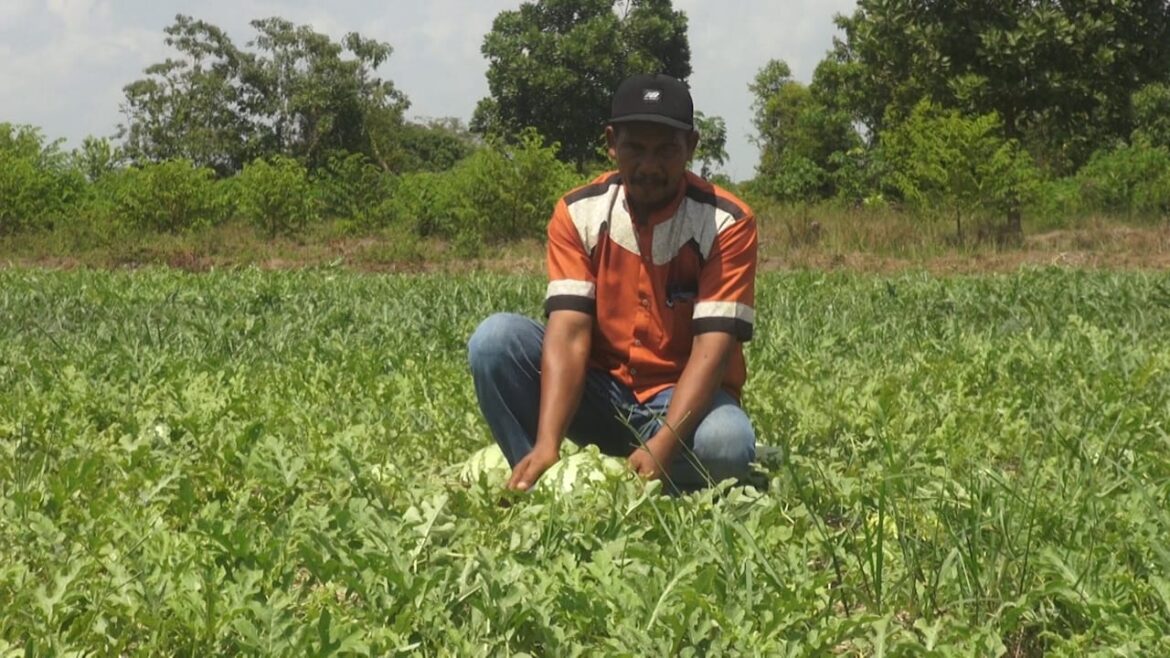 Petani Sukses Kembangkan Kebun Semangka (foto:istimewa)