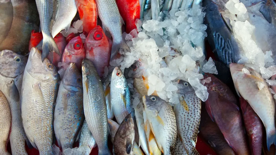 Ikan Laut Sangat Banyak Manfaatnya untuk Tubuh (foto:istimewa)