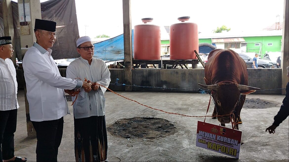 Sapi Kurban Limousine dari Kapolri Diserahkan Kapolda Kalsel