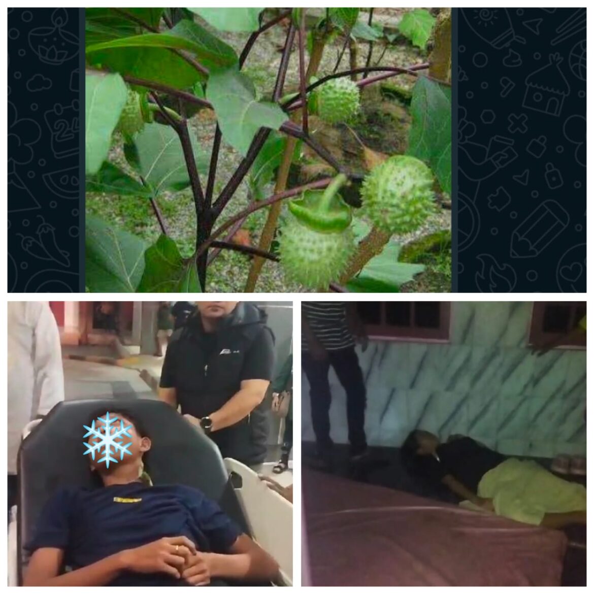 MABUK KECUBUNG - Diduga karena dari tanaman buah kecubung yang diolah menjadi pil putih hingga dikonsumsi jadi obat kandungan berbahaya berakibat mabuk bahkan tewas nya korban lantaran dicampur obat lainnya. (foto:ist)