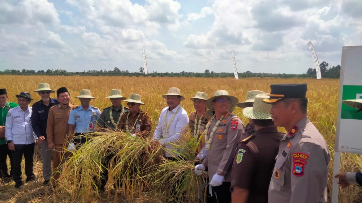 Ketua K BAZNAS RI, Prof. Dr. KH. Noor Achmad, MA dan tamu undangan saat melakukan panen raya di Desa Anjir Pasar II Kabupaten Barito Kuala Kalsel Selasa (13/8).