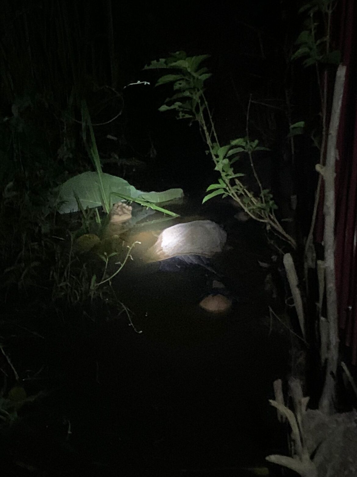 Temuan mayat mengapung di Teluk Sungai Gampa Kelurahan Sungai Jingah tembus Sie Andai Kecamatan Banjarmasin Utara, Minggu (15/12/2024) malam. (foto:ist)