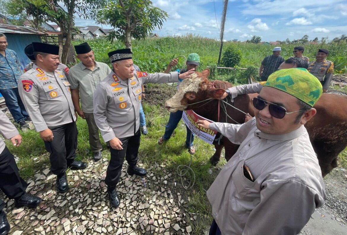 KAPOLDA Kalsel Irjen Pol Rosyanto Yudha Hermawan menyerahkan satu ekor sapi jantan jenis Simental berbobot 600 kilogram kepada keluarga almarhum. Diterima langsung adik kandung Guru Zuhdi, Guru As'adudin, didampingi Ketua Umum Majta Tabarruk, Muhammad Nidauddin (Foto Iman Satria)