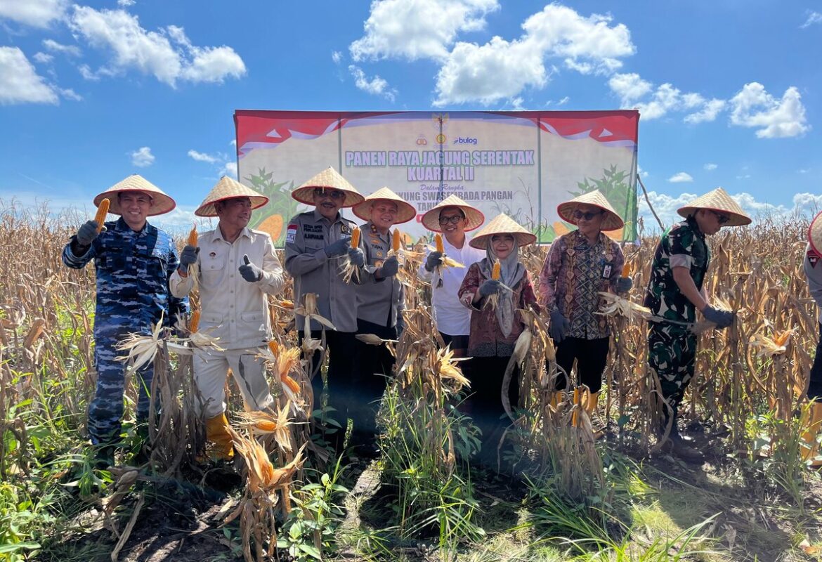 Kapolda Kalsel Irjen Pol Rosyanto Yudha Hermawan memimpin panen jagung perdana di lahan rawa basah Jalan Gubernur Syarkawi, Banjar, Kamis (5/6/2025) (Foto Iman Satria)