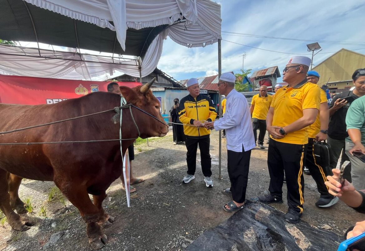 Kapolda Kalsel Serahkan Sapi Limosin untuk Konsumsi Jemaah Haul Guru Zuhdi ke-6 (Foto: Iman Satria)