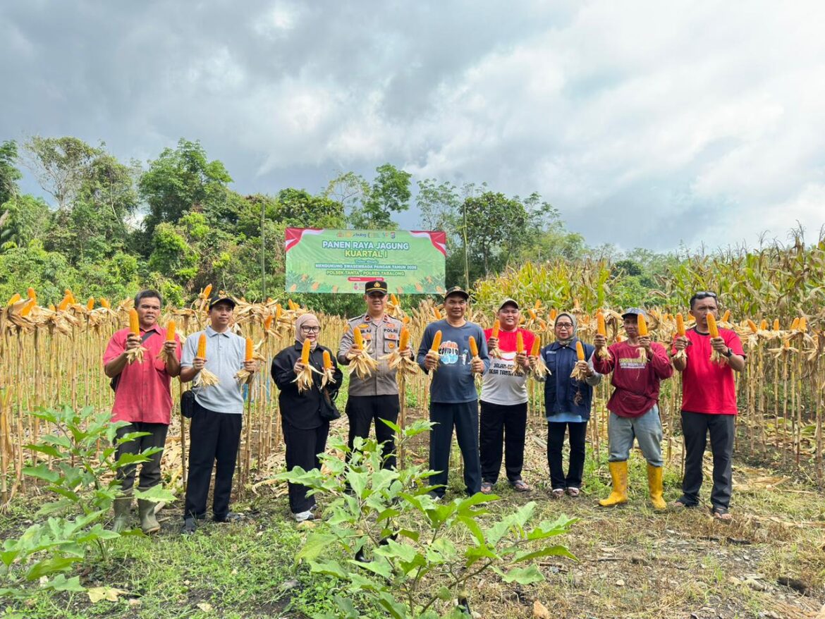 Kapolsek Tanta bersama Kepala Desa Tanta Hulu dan para petani melakukan panen jagung pada kegiatan Panen Raya Jagung Kuartal I Tahun 2026 di Desa Tanta Hulu, Kecamatan Tanta, Sabtu (13/3/2026). (foto:istimewa)