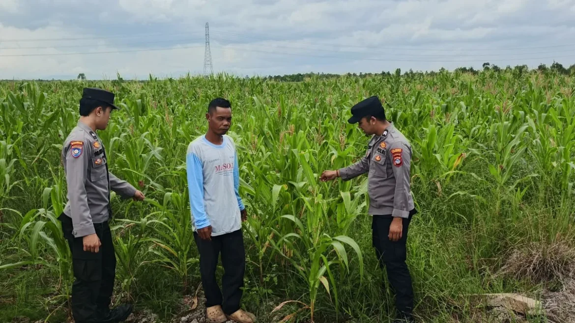KERJASAMA JAGUNG - Petani dan polisi anggota Polresta Banjarmasin saat Bersihkan ulat di tanaman jagung yang akan panen, Jumat (5/6/2026).(foto:istimewa)